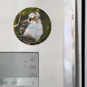 Fluffed up lacht kookaburra magnet