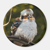 Fluffed up lacht kookaburra magnet (Vorne)