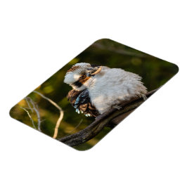 Fluffed up lacht kookaburra magnet