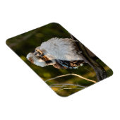 Fluffed up lacht kookaburra magnet (Rechte Seite)