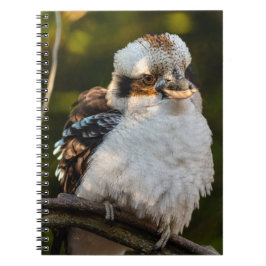 Fluffed up lacht kookaburra notizblock