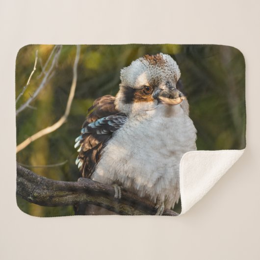 Fluffed up lacht kookaburra sherpadecke (Vorderseite (Horizontal))