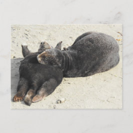 Fluffiest Pillow Sea Otter Postkarte