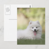 Fluffiger weißer Keeshond-Welpe Postkarte (Vorne/Hinten)