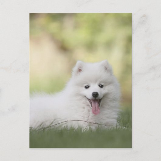 Fluffiger weißer Keeshond-Welpe Postkarte (Vorderseite)