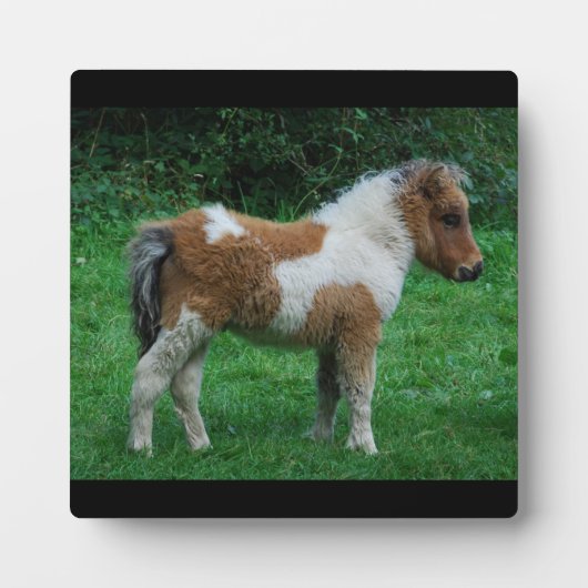 Fluffy Adorable Dartmoor Pony Fotoplatte (Vorderseite)