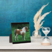 Fluffy Adorable Dartmoor Pony Fotoplatte (InSitu)