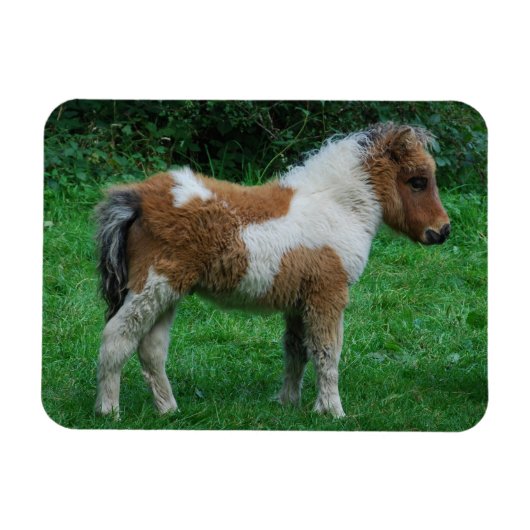 Fluffy Adorable Dartmoor Pony Magnet (Horizontal)