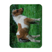 Fluffy Adorable Dartmoor Pony Magnet (Vertikal)