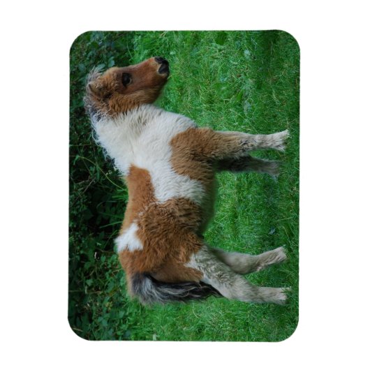 Fluffy Adorable Dartmoor Pony Magnet (Vertikal)
