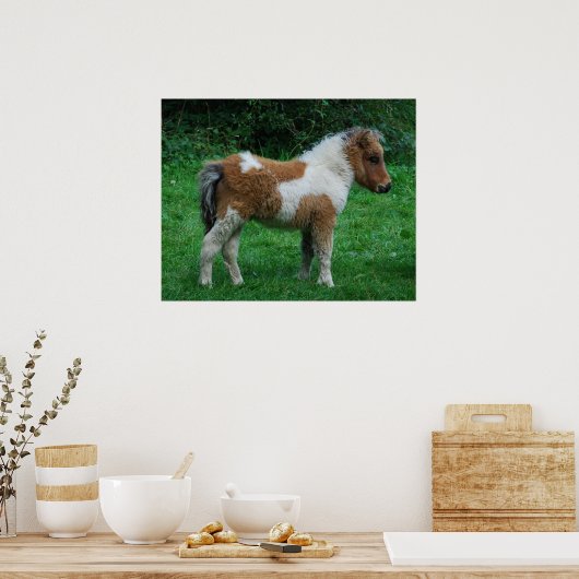 Fluffy Adorable Dartmoor Pony Poster (Küche)