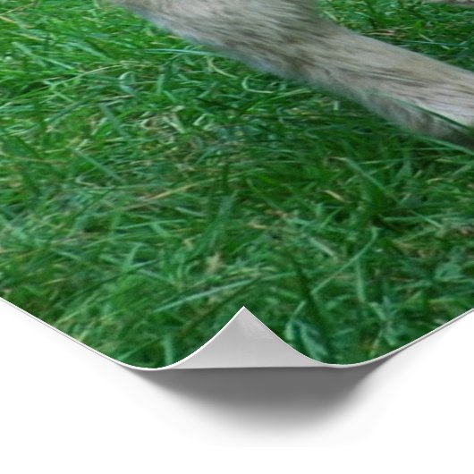 Fluffy Adorable Dartmoor Pony Poster (Ecke)