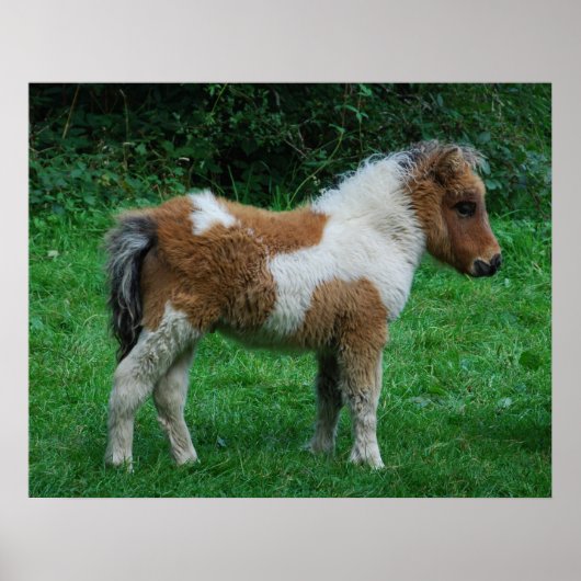 Fluffy Adorable Dartmoor Pony Poster (Vorne)