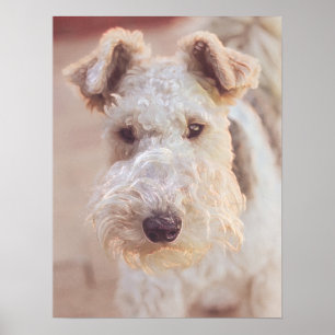 Fluffy Airedale Welsh Terrier Type Doppy Welpe Poster