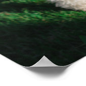 Fluffy Airedale Welsh Terrier Type Doppy Welpe Poster (Ecke)