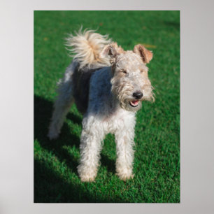 Fluffy Airedale Welsh Terrier Type Doppy Welpe Poster