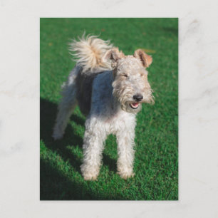 Fluffy Airedale Welsh Terrier Type Doppy Welpe Postkarte