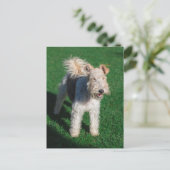 Fluffy Airedale Welsh Terrier Type Doppy Welpe Postkarte (Stehend Vorderseite)