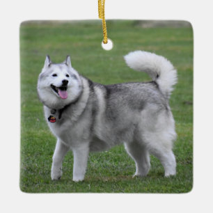 Fluffy Alaskan Malamute Hund Keramikornament