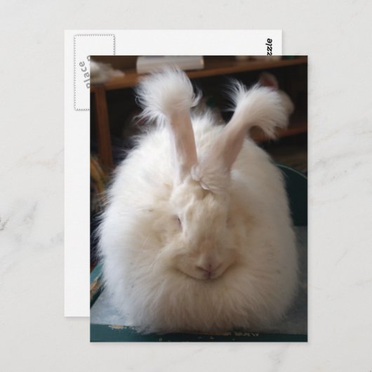 Fluffy Angora Bunny Postkarte (Vorne/Hinten)
