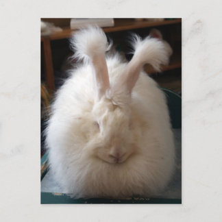 Fluffy Angora Bunny Postkarte
