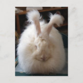 Fluffy Angora Bunny Postkarte (Vorderseite)