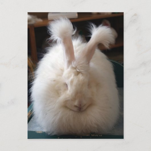 Fluffy Angora Bunny Postkarte (Vorderseite)