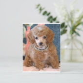 Fluffy Apricot Poodle Welpenhund Postkarte (Stehend Vorderseite)