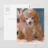 Fluffy Apricot Poodle Welpenhund Postkarte (Vorne/Hinten)