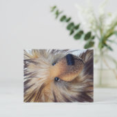 Fluffy Bear Postkarte (Stehend Vorderseite)