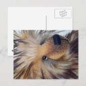 Fluffy Bear Postkarte (Vorne/Hinten)