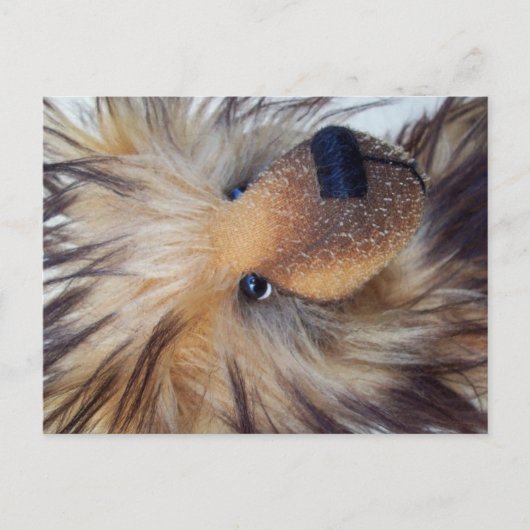Fluffy Bear Postkarte (Vorderseite)