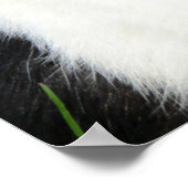 Fluffy Black and White Lionhead Bunny Rabbit Poster (Ecke)