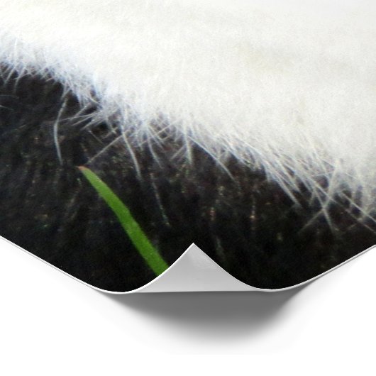 Fluffy Black and White Lionhead Bunny Rabbit Poster (Ecke)