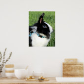 Fluffy Black and White Lionhead Bunny Rabbit Poster (Küche)