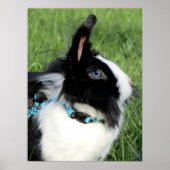 Fluffy Black and White Lionhead Bunny Rabbit Poster (Vorne)