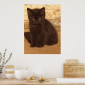 Fluffy Black Kitten Poster (Küche)