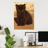 Fluffy Black Kitten Poster (Heimbüro)