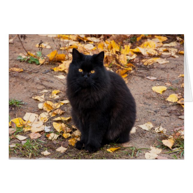 Fluffy Black Kitty und Autumn Leaves (Vorderseite (Horizontal))