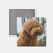 Fluffy Brown Poodle Puppy Dog Magnet (Vorderseite/Rückseite)