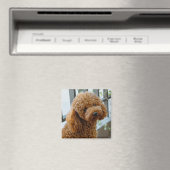 Fluffy Brown Poodle Puppy Dog Magnet (In Situ (Geschirrspüler))