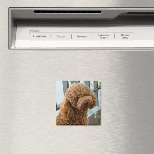Fluffy Brown Poodle Puppy Dog Magnet (In Situ (Geschirrspüler))