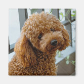 Fluffy Brown Poodle Puppy Dog Magnet (Vorne)