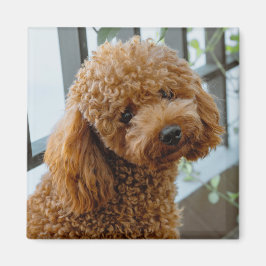 Fluffy Brown Poodle Puppy Dog Magnet