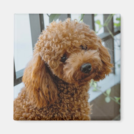 Fluffy Brown Poodle Puppy Dog Magnet (Vorne)
