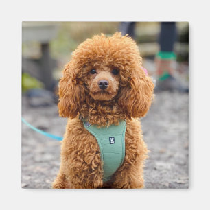 Fluffy Brown Poodle Puppy Dog Magnet