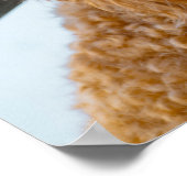 Fluffy Brown Poodle Puppy Dog Poster (Ecke)