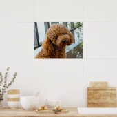 Fluffy Brown Poodle Puppy Dog Poster (Küche)