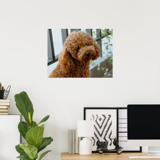 Fluffy Brown Poodle Puppy Dog Poster (Heimbüro)