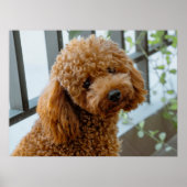 Fluffy Brown Poodle Puppy Dog Poster (Vorne)